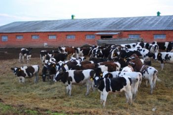До конца 2019 года семейные животноводческие фермы на Ставрополье получат 471 млн рублей