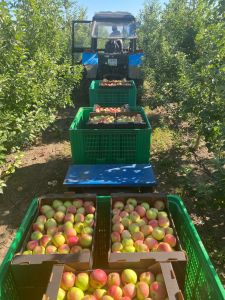 Более 13,5 тыс. тонн яблок находится в плодохранилищах Ставрополья