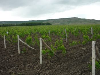 До конца ноября на Ставрополье высадят 160 га новых виноградников