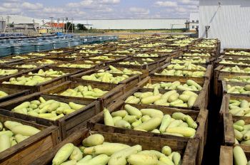 На Ставрополье завод выпустил уже более полумиллиона банок консервированных кабачков 