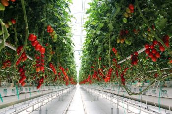 Урожай тепличных томатов на Ставрополье в 2020 году вырос на 13%