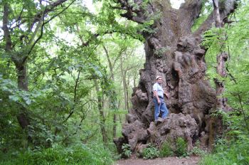 На Ставрополье растет самое большое дерево России