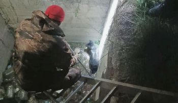 В Георгиевском округе сотрудники ГОЧС спасли провалившуюся в яму собаку