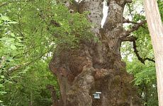 На Ставрополье растет самое большое дерево России