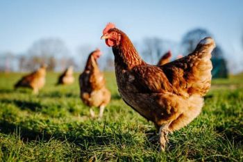 Георгиевский округ наращивает объемы производства мяса птицы