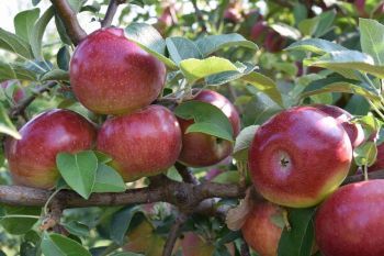 В Георгиевском округе начался сбор раннего зимнего яблока