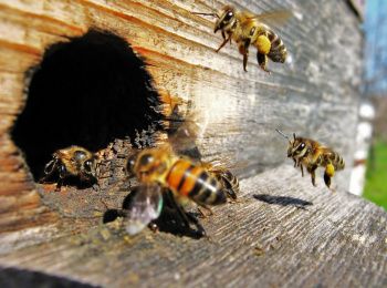 Пчел защитят от пестицидов и агрохимикатов