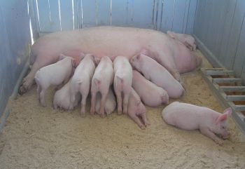 Поголовье свиней в сельхозорганизациях Ставрополья выросло до 280 тыс. голов