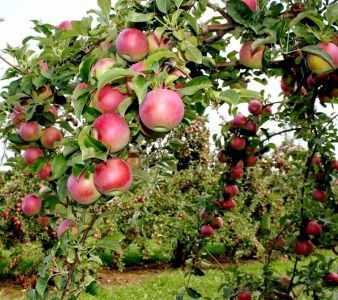 В Георгиевском округе приступили к сбору летнего яблока