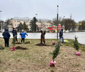 В Георгиевске высадили молодые ели