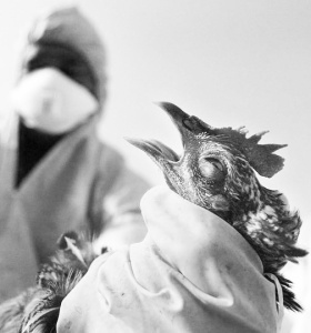 Памятка по профилактике гриппа птиц