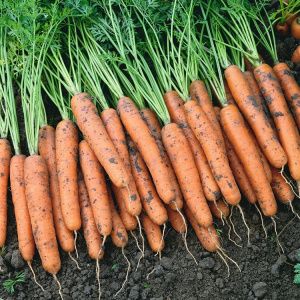 Урожайность моркови на Ставрополье выросла на 60%