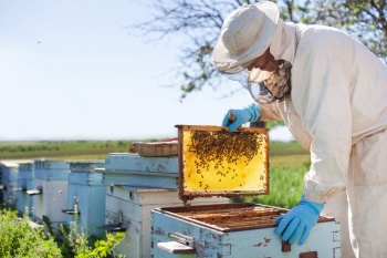 Требования по информированию пчеловодов и владельцев пасек о предстоящих обработках пестицидами сельхозугодий