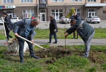 В Георгиевске высадили молодые клёны и липы