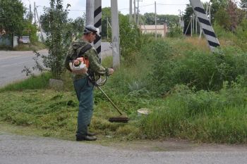 Продолжаем борьбу с амброзией