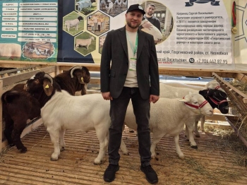«Георгиевский Дорпер» взял золото на российской выставке племенных овец и коз!