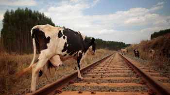 Увеличились наезды поездов на крупный рогатый скот