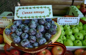 Садоводы Ставрополья приступили к сбору слив