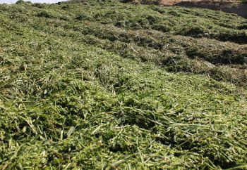 На Ставрополье кампания по заготовке сена и сенажа набирает темп