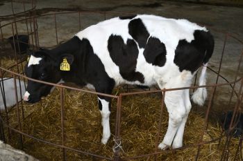 На Ставрополье за счет инвестпроекта на сумму 220 млн рублей модернизировали молочно-товарную ферму