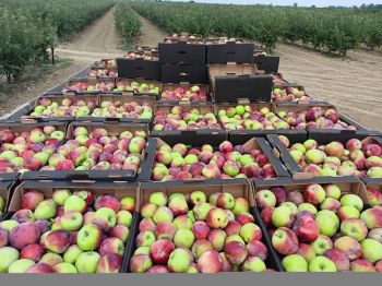 Урожай яблок летних сортов на Ставрополье в этом году уже вырос в 2,4 раза 