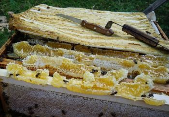 На Ставрополье грант «Агростартап» помог фермерам заняться пчеловодством