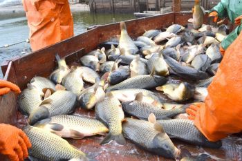 На Ставрополье в разгаре сезонная добыча рыбы