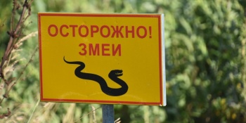 Правила поведения при встрече со змеями