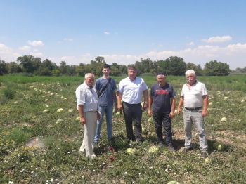 Бахчеводы Ставрополья приближаются к экватору уборки урожая 