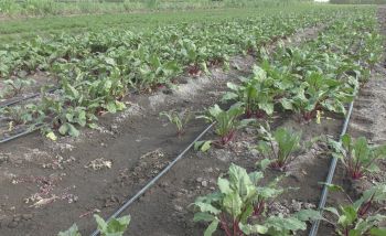 В Ставропольском крае  увеличатся посевные площади под овощи «борщевого набора»