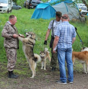 На Ставрополье прошла юбилейная краевая выставка охотничьих собак