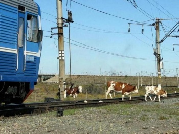 Перегоняй скот правильно