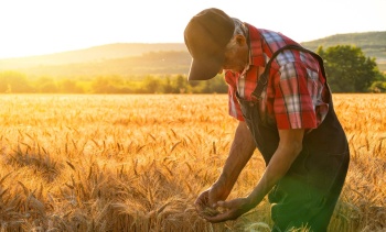 Более 22 тысяч жителей Ставрополья получают надбавку к пенсии за работу в сельском хозяйстве 