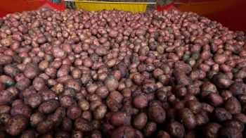 5 тонн картофеля передали ставропольские фермеры беженцам Донбасса
