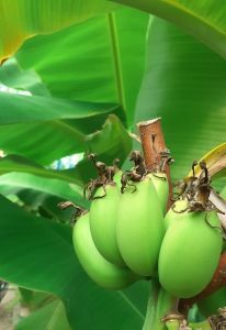 Георгиевские юннаты выращивают бананы, лайм и гуаву