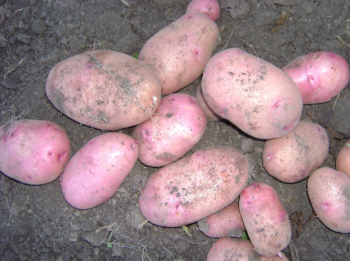          На Ставрополье тестируют отечественные сорта картофеля на урожайность