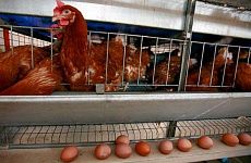 Производство куриных яиц выросло на Ставрополье