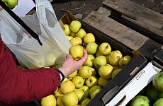 На Ставрополье получен беспрецедентный урожай яблок
