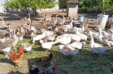 Благодаря соцконтракту жительница Георгиевского округа разводит птицу